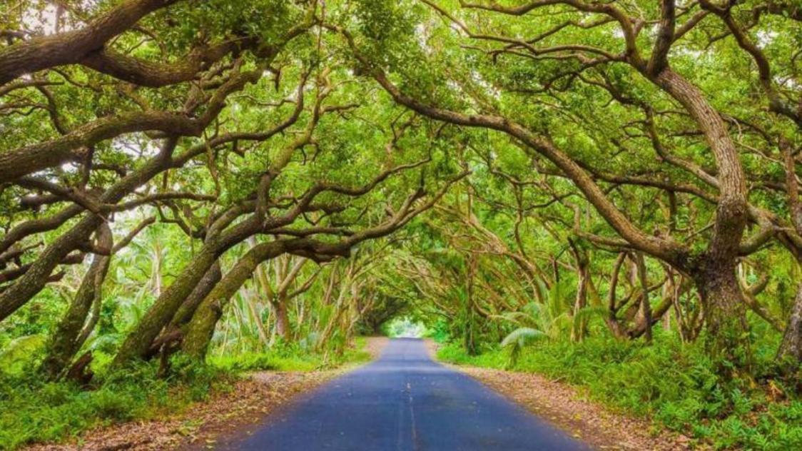 Off-Grid Getaway With Ocean Views In Paradise Pahoa Luaran gambar